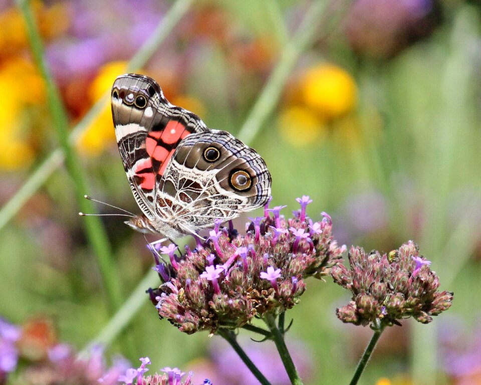 Verbena bonariensis nature garden photo