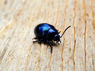 Black beetle insect dung beetles photo
