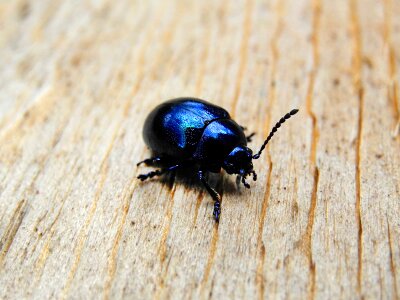 Black beetle insect dung beetles