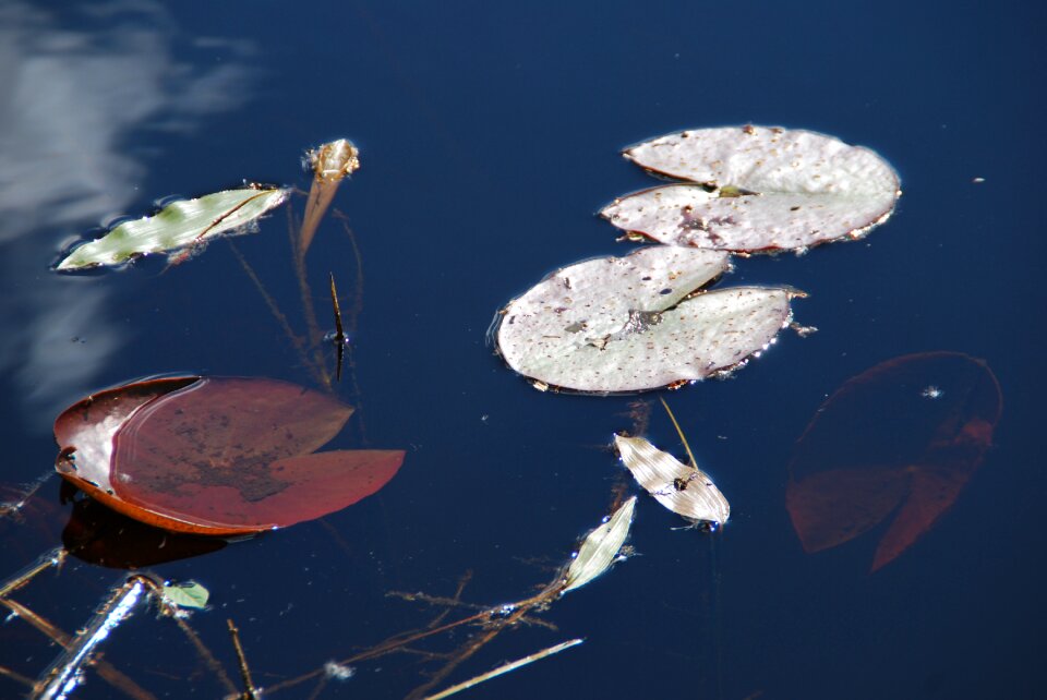 Aquatic plant lake rose nature