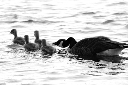 Animal wing wildlife