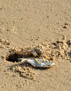 Fish sand meeresbewohner