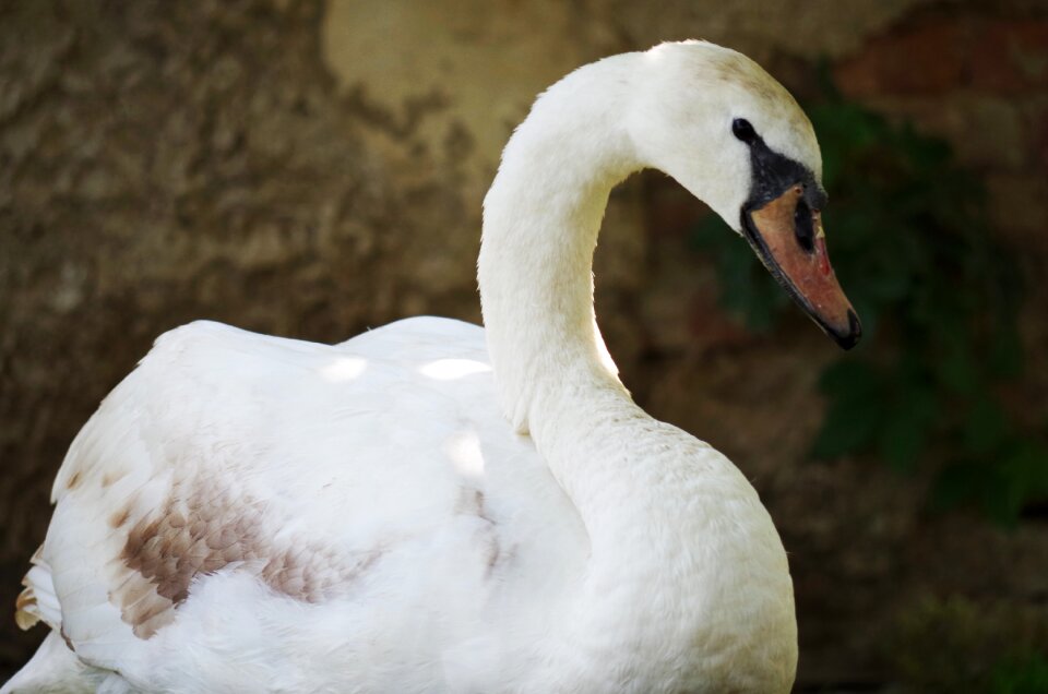 Aqueous feathers beak