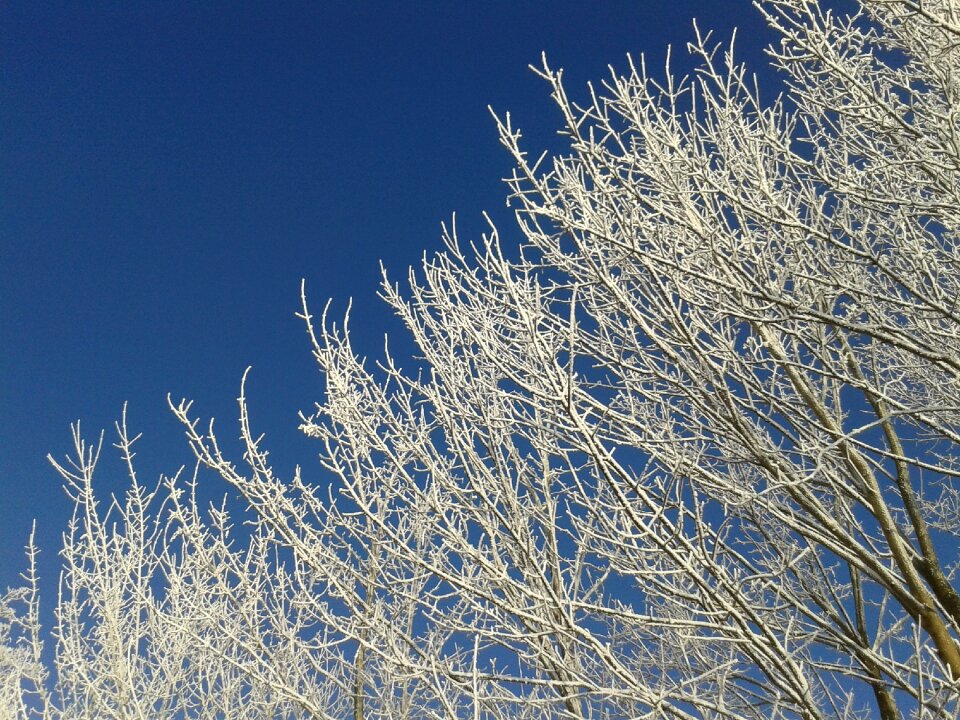 Nature trees sky