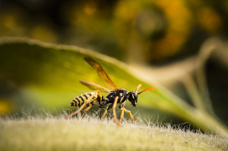 True wasp animal fauna