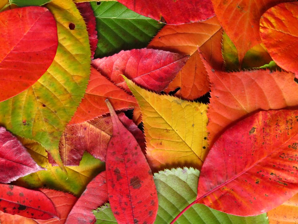 Autumn fall leaves