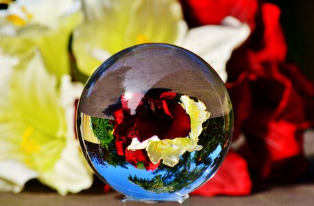 Flowers plant transparent