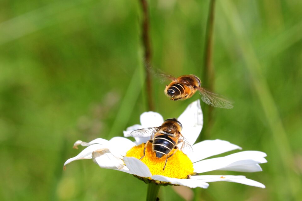 Hymenoptera insect sitting