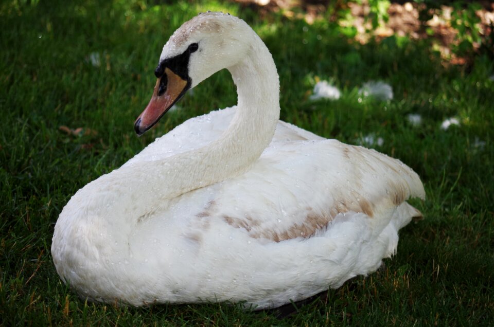 Aqueous feathers beak