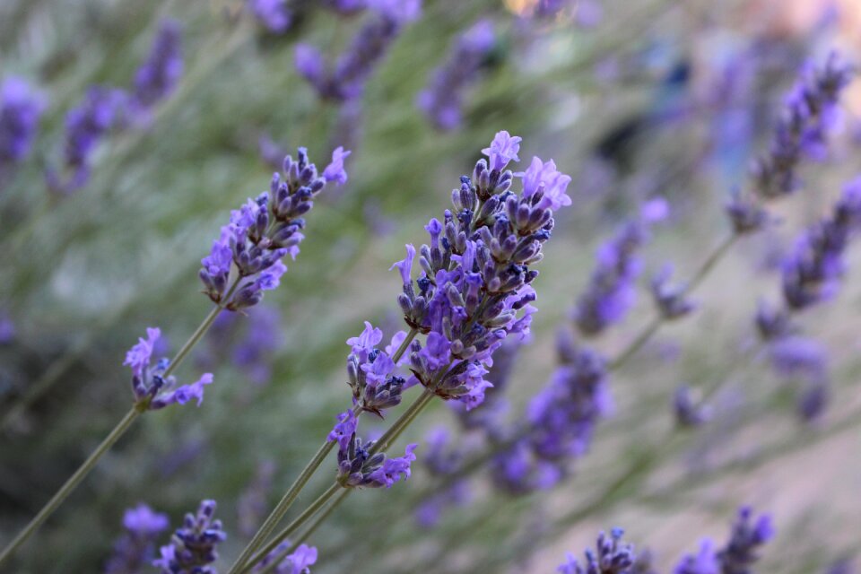 Lavender flower violet