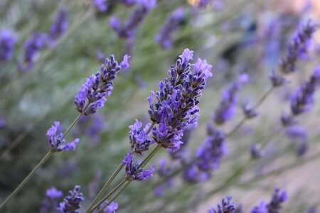 Lavender flower violet