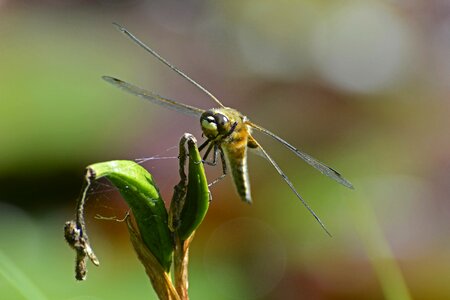 Nature flight insect animal photo