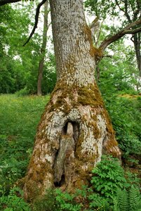 Old tree moss weave