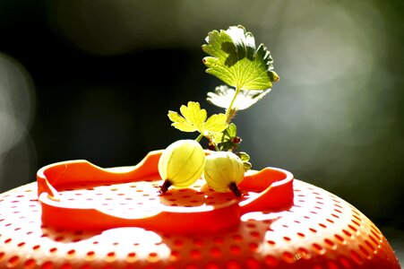 Berry gooseberry in the summer time