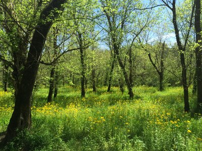 Weed wildflower sun photo