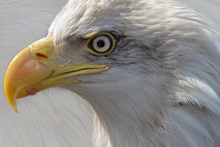 Eagle portrait bird of prey