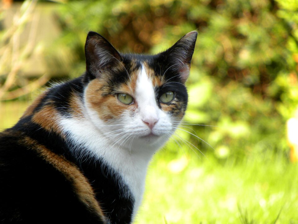 Pets cat face animal