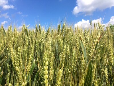 Agriculture nature grain