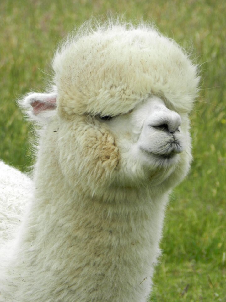 Animal world furry hair