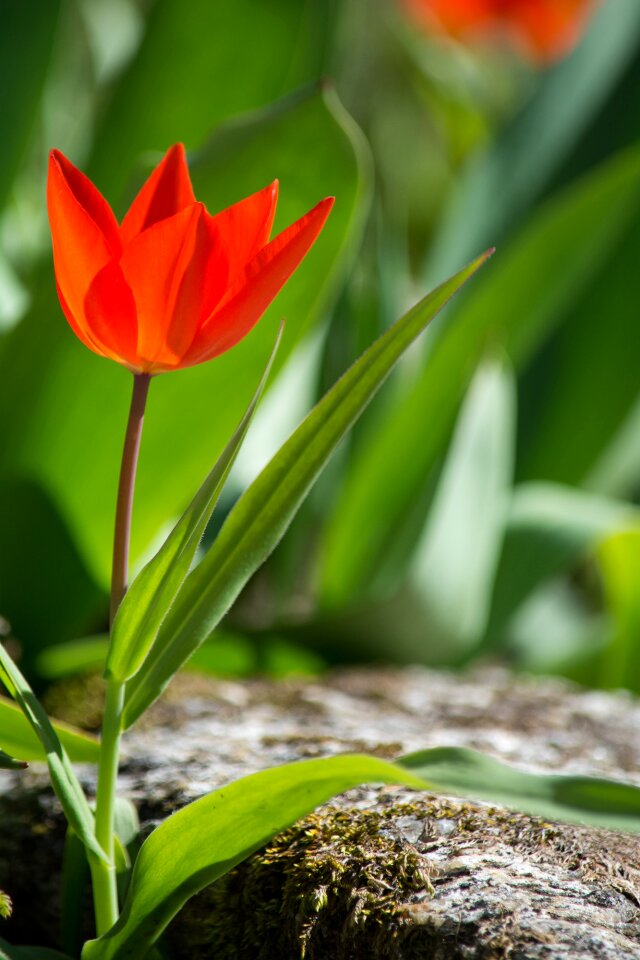 Blossom bloom red flower