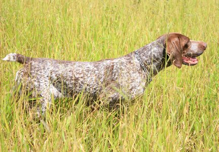 Dog hunting german arm