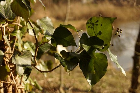 Growing tree life photo