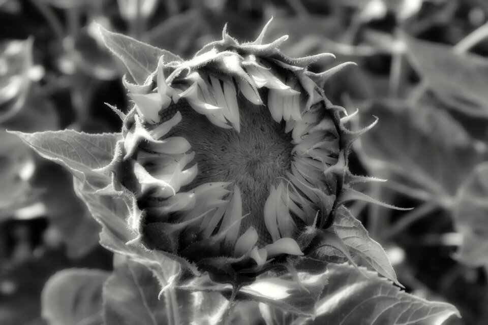Summer helianthus annuus black and white