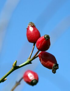 Fall itching powder red