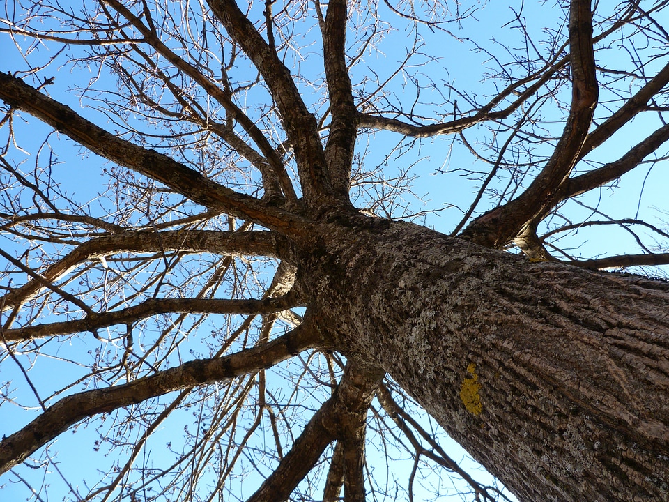 Branch trunk light and shade