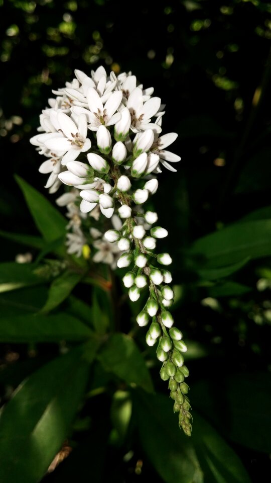 Icicle veronica spike speedwell
