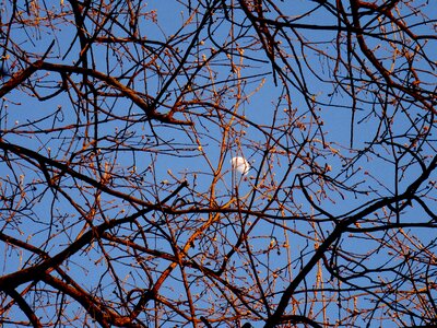 Sky gems tree