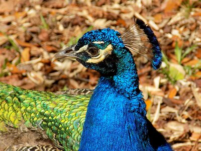 Wildlife green peacock photo