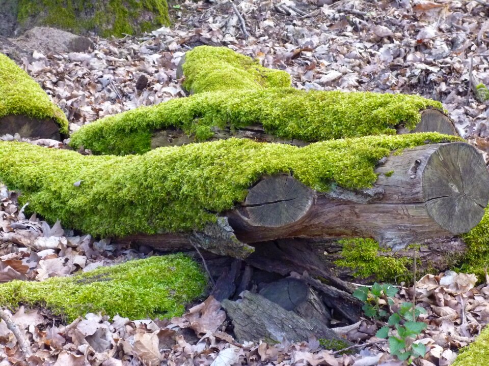 Fouling fall leaves forest