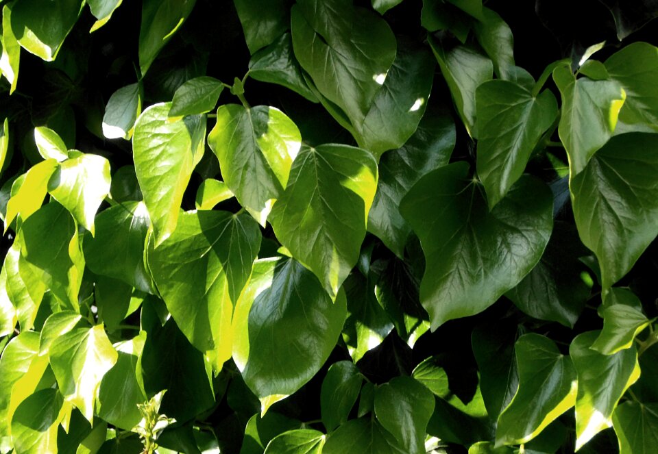 Green closed nature