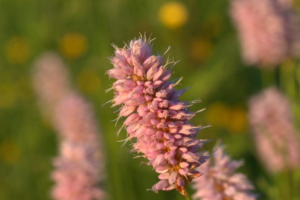 Knotweed greenhouse dragons wurz bloom