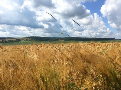 Grain wheat clouds photo