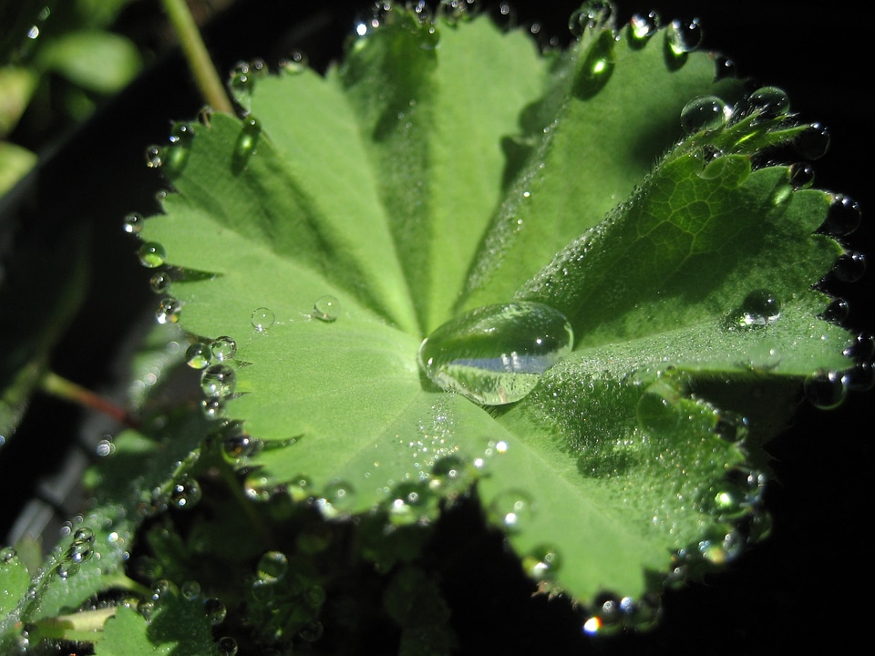 Leaves natural fresh