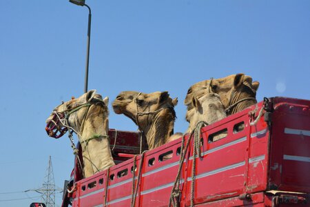 Old man arabic man travel photo