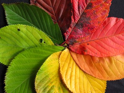 Autumn fall color photo