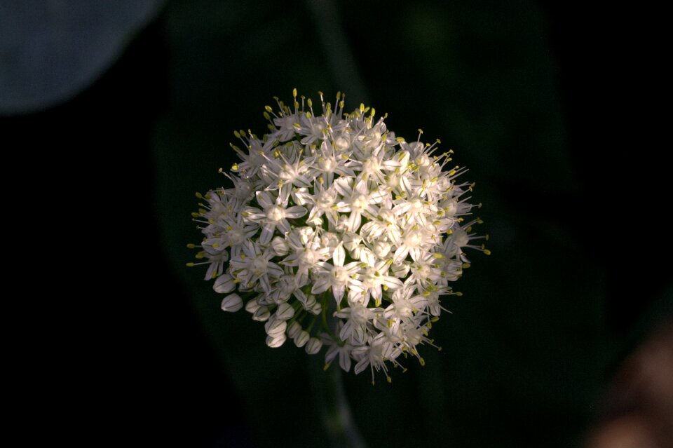Amaryllidaceae garlic family leek