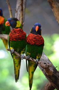 Small tropical parrot photo