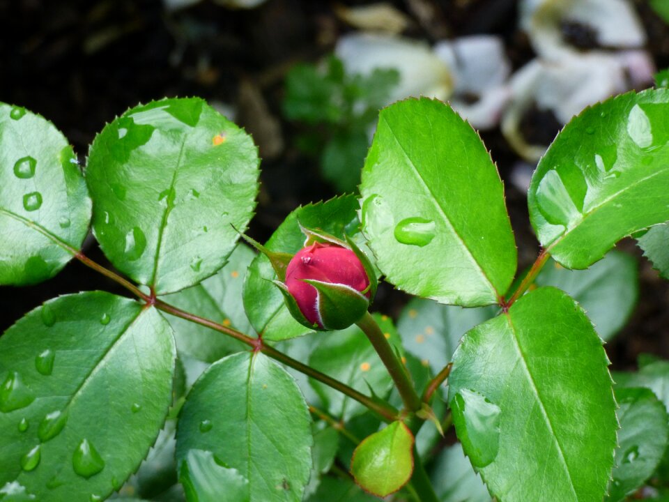 Bud flower blossom