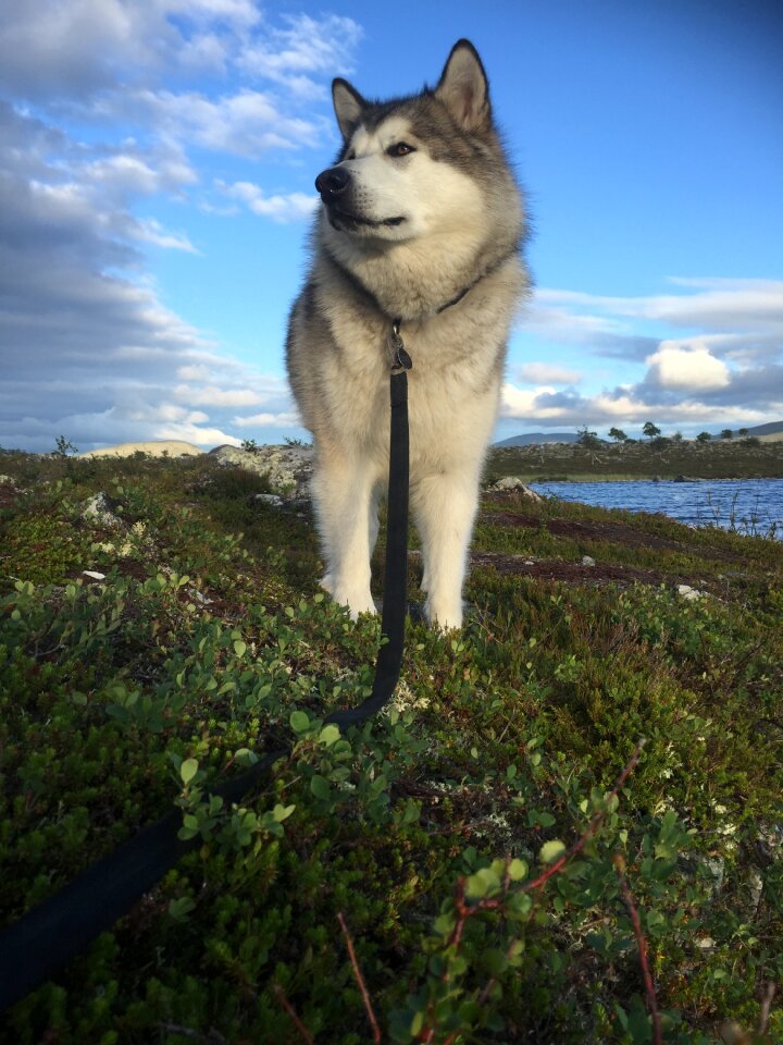 Femundsmarka dog domestic dog
