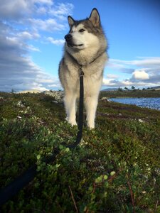 Femundsmarka dog domestic dog