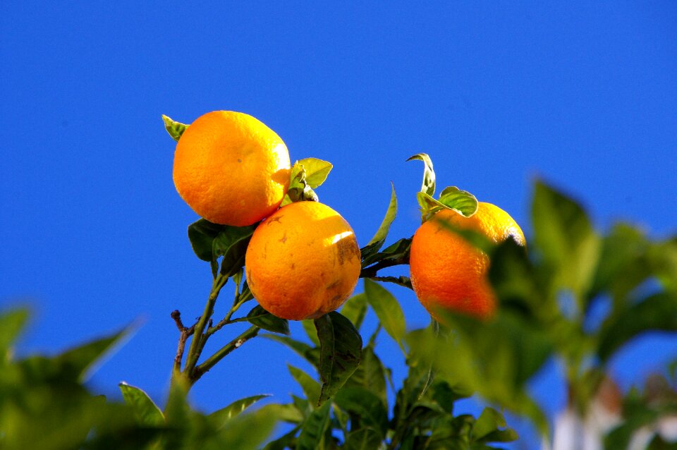 Orange tree fruits sky