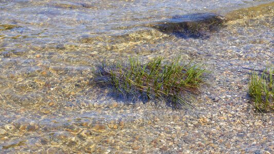 Water grass green