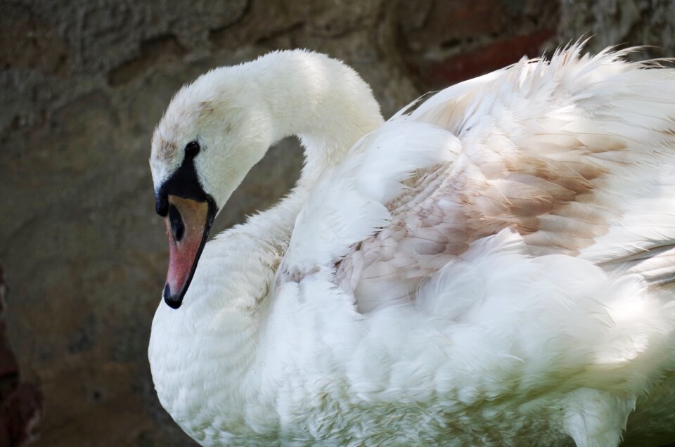 Aqueous feathers beak