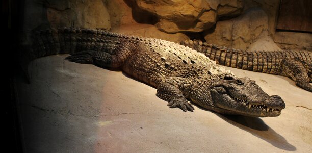 Armor crocodile leather shoes