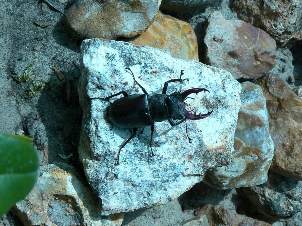 Beetle nature stones