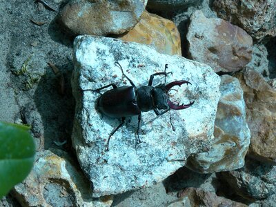Beetle nature stones
